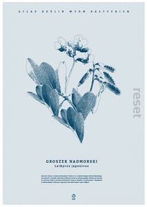 plakat Groszek Nadmorski B2